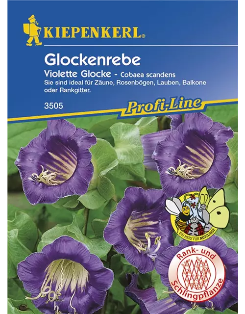 Cobaea Violette Glocke