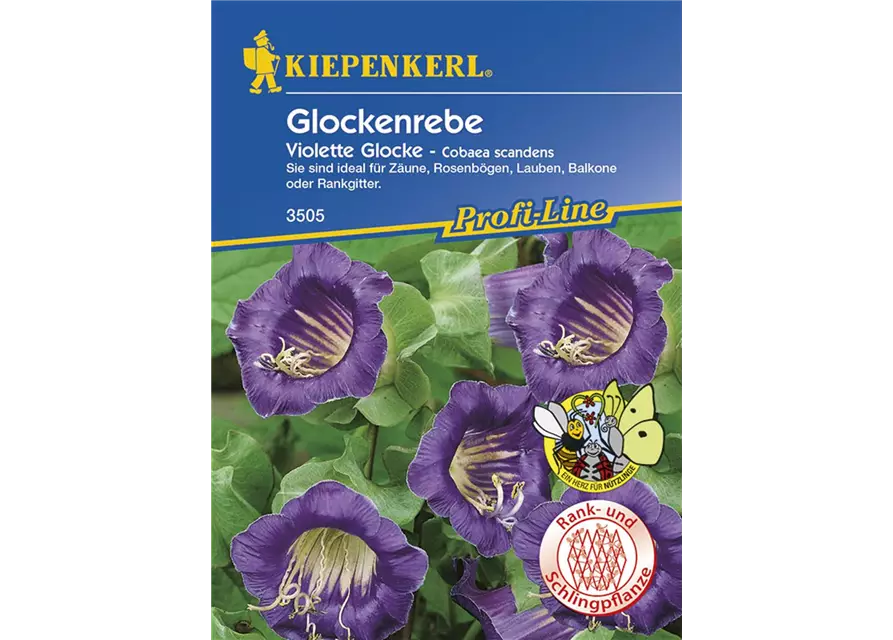 Cobaea Violette Glocke