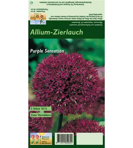 Garten-Kugel-Lauch 'Purple Sensation'