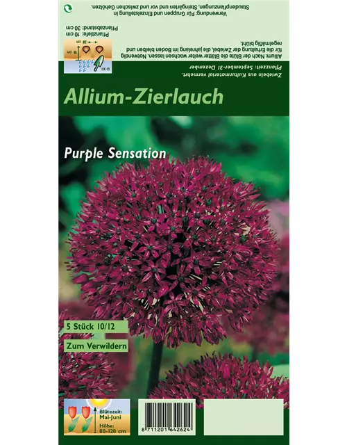 Garten-Kugel-Lauch 'Purple Sensation'