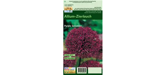 Garten-Kugel-Lauch 'Purple Sensation'