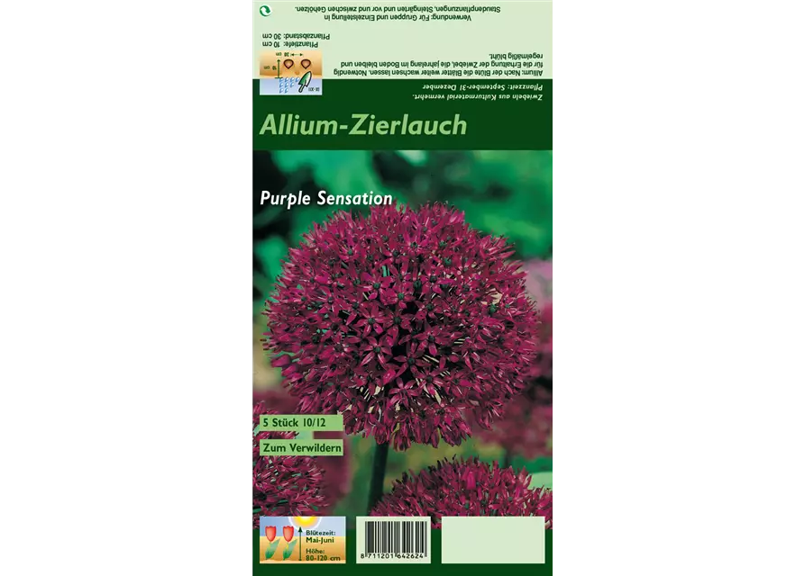 Garten-Kugel-Lauch 'Purple Sensation'