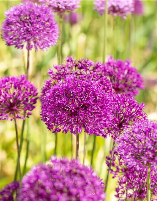 Garten-Kugel-Lauch 'Purple Sensation'