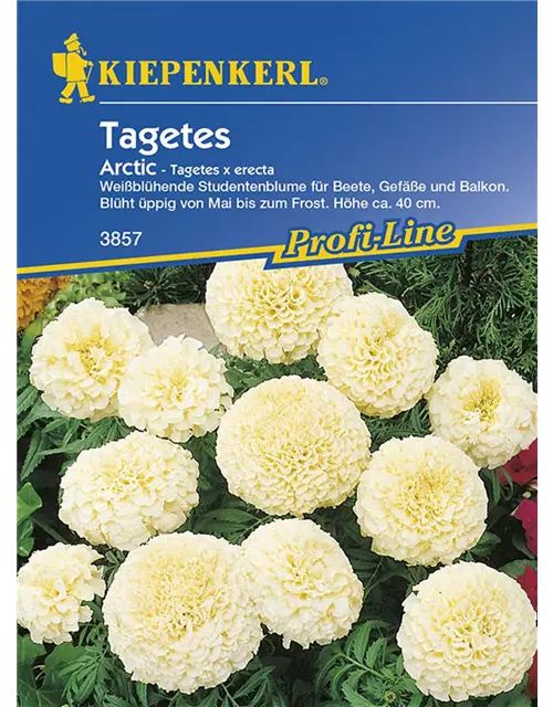 Tagetes e. Arctic