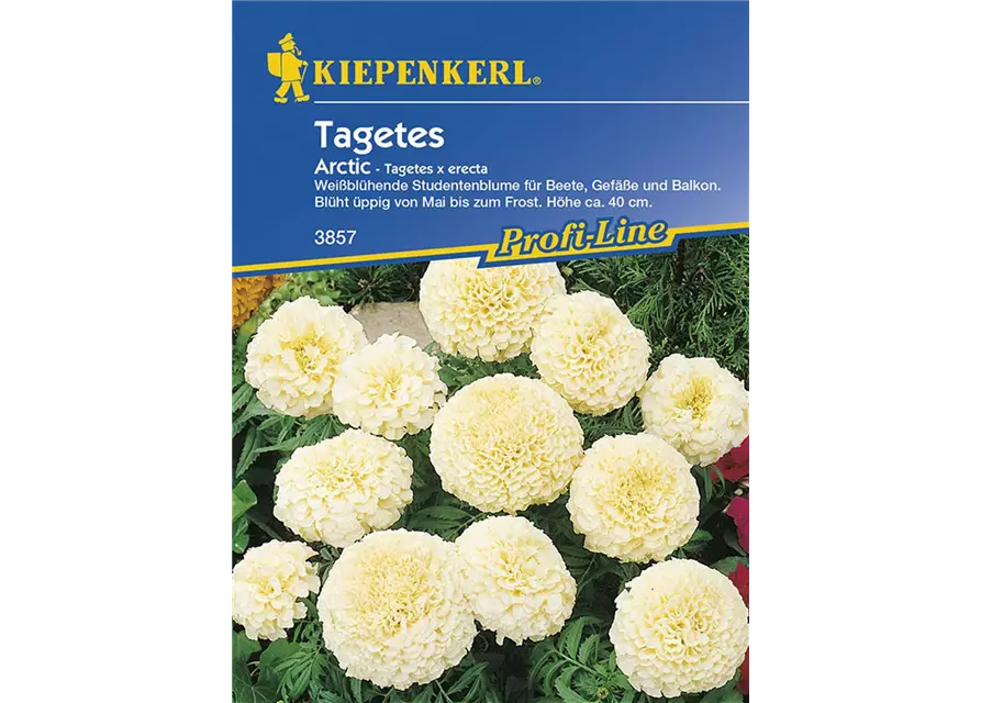 Tagetes e. Arctic