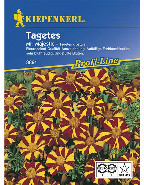 Tagetes p. Mr.Majestic