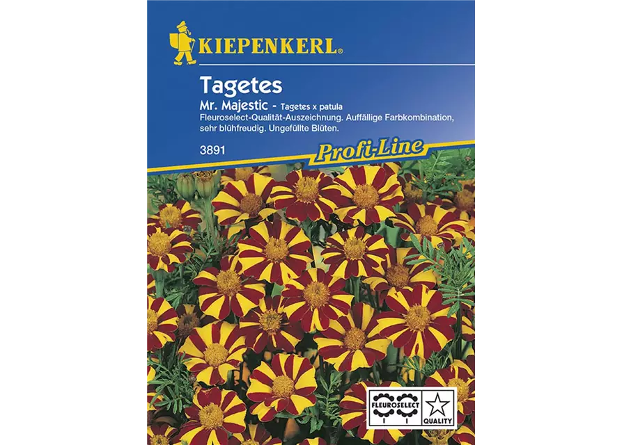 Tagetes p. Mr.Majestic