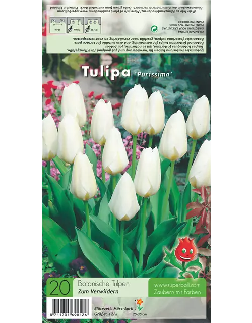 Garten-Tulpe 'Purissima'