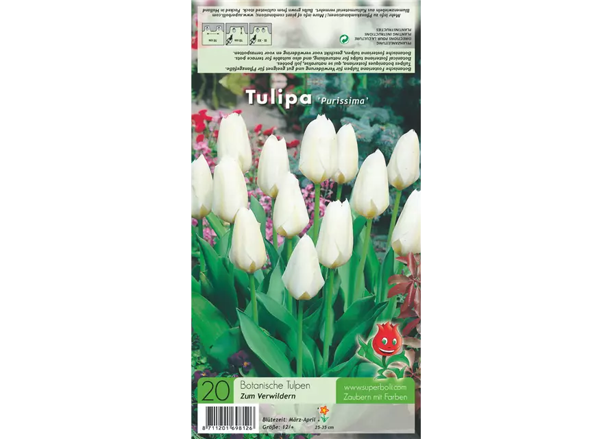 Garten-Tulpe 'Purissima'