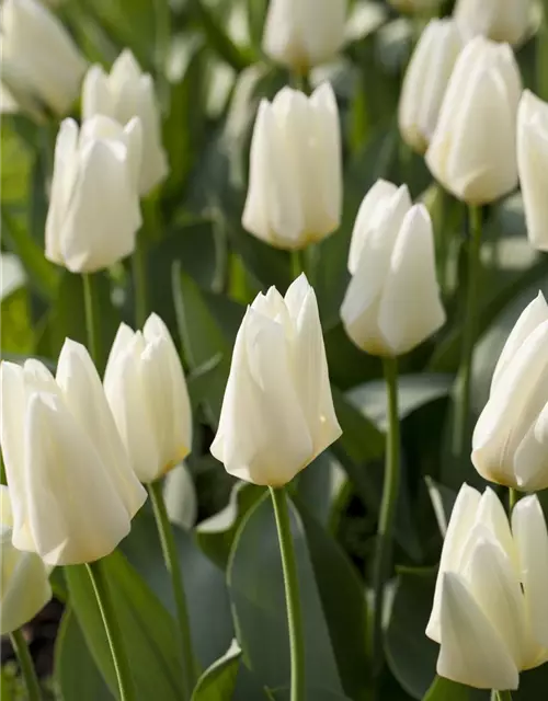 Garten-Tulpe 'Purissima'