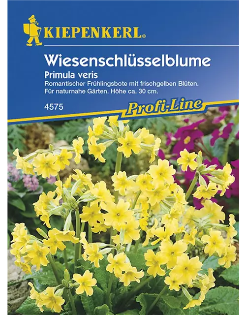 Primula veris