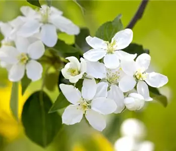 SOMMERSCHNITT FüR OBSTBäUME