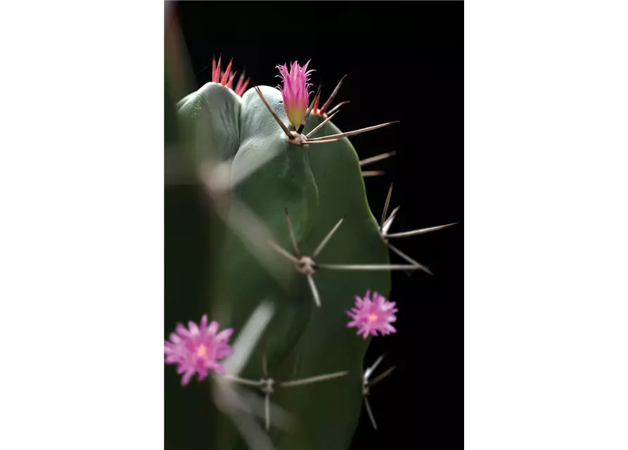 Floragard Kakteenerde