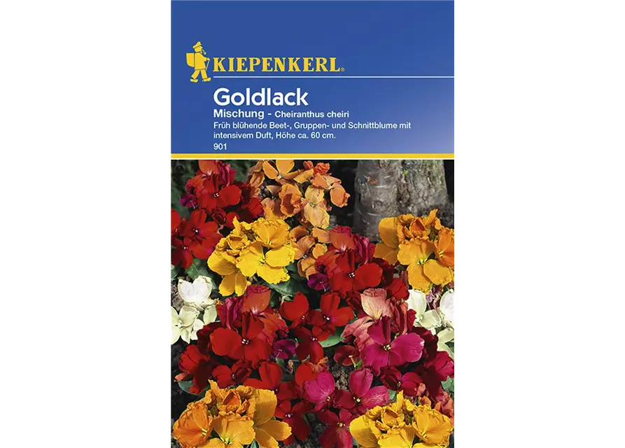 Cheiranthus Goldlack Mix