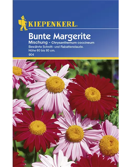 Chrysanthemum Bunte Mix