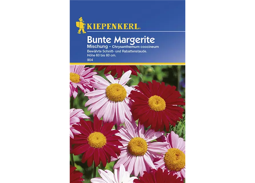 Chrysanthemum Bunte Mix