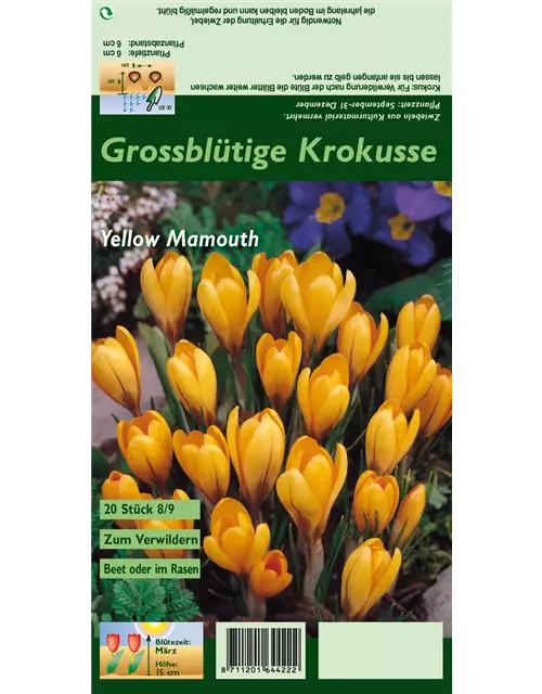 Frühlings-Krokus 'Yellow Mammoth'