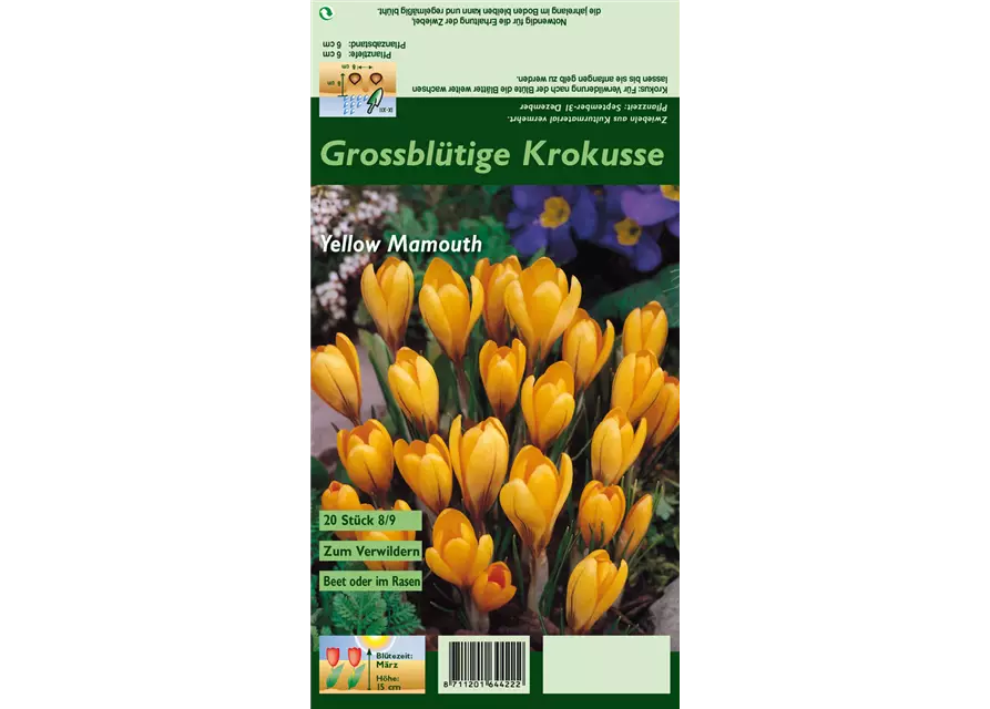 Frühlings-Krokus 'Yellow Mammoth'