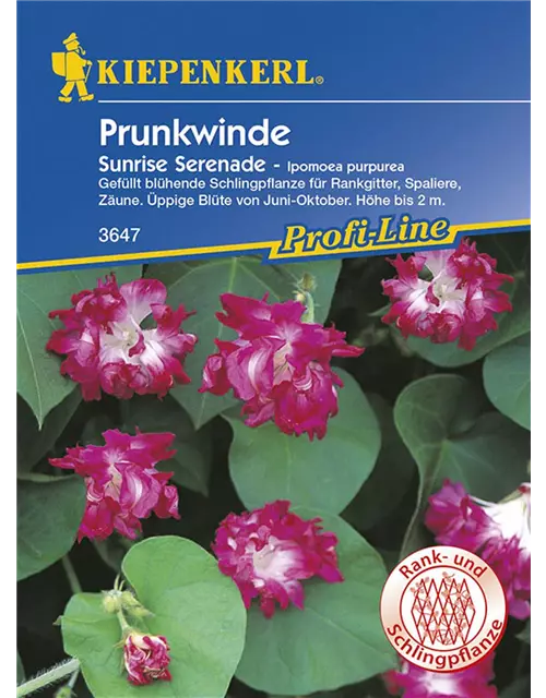 Ipomoea Sunrise Serenade