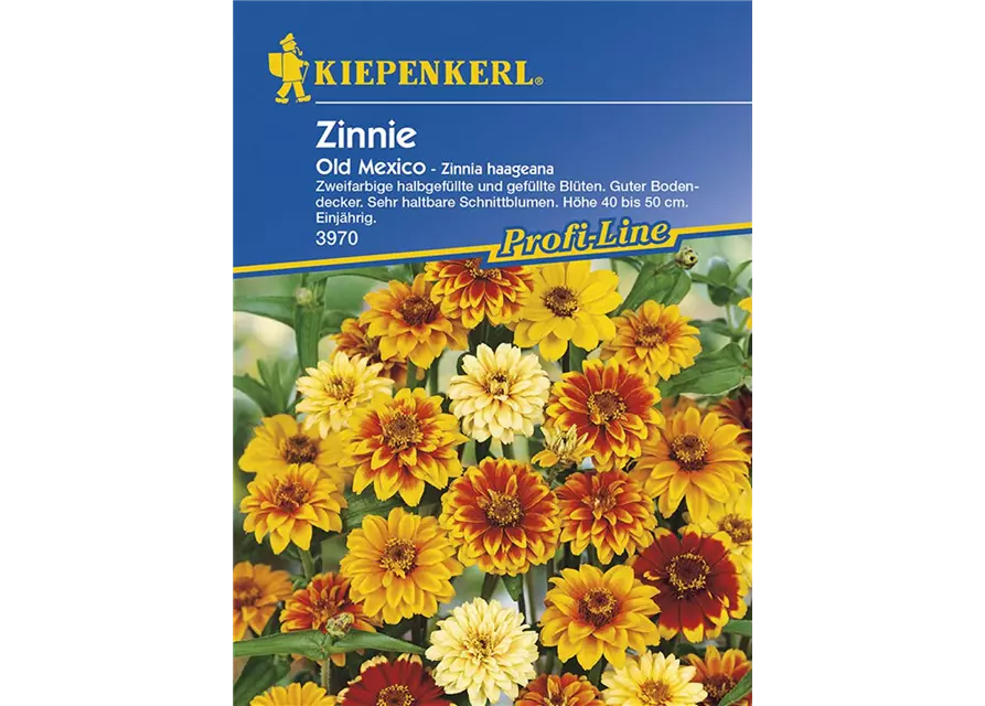 Zinnia Old Mexiko