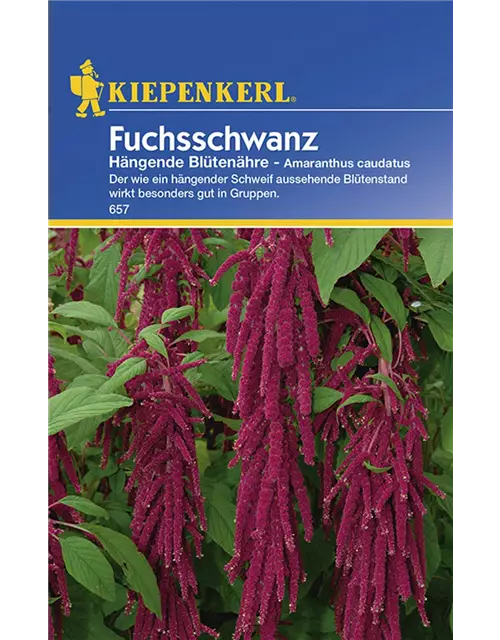 Amaranthus Hängend Rot