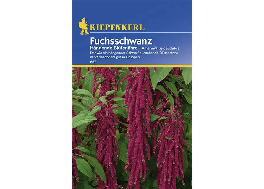 Amaranthus Hängend Rot