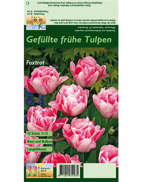 Gefüllte Tulpe 'Foxtrot'