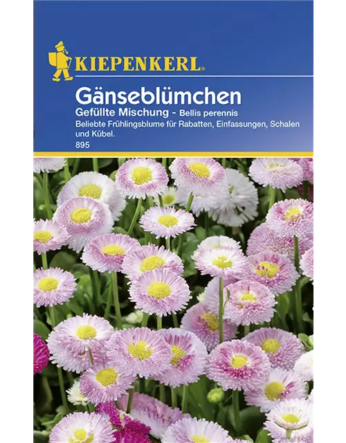 Bellis Perennis Mischung