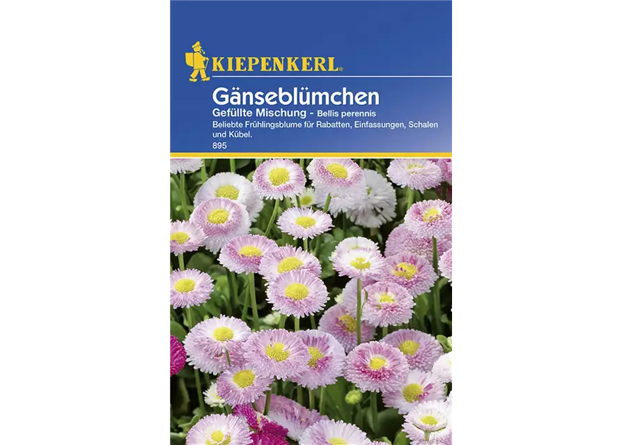 Bellis Perennis Mischung