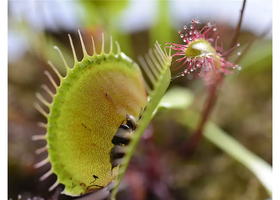 Floragard Spezialerde für fleischfressende Pflanzen