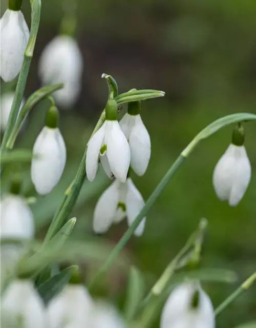 Kleines Schneeglöckchen