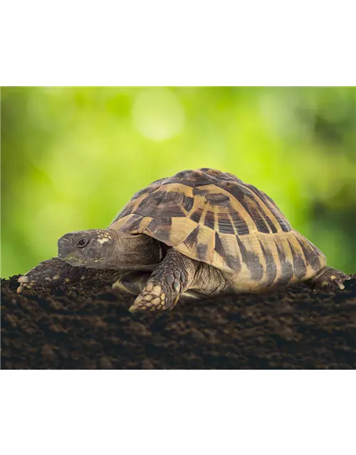 Floragard Schildkröten- und Terrariensubstrat