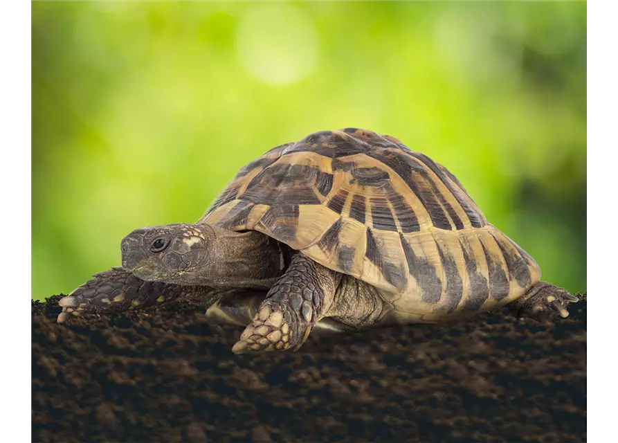 Floragard Schildkröten- und Terrariensubstrat