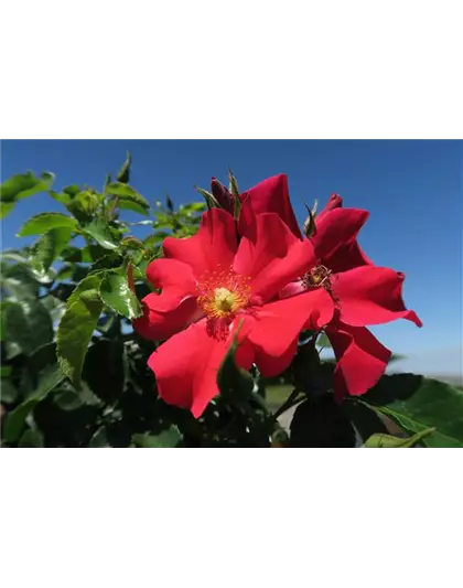 Kleinstrauchrose 'Alexander von Humboldt'®(s)