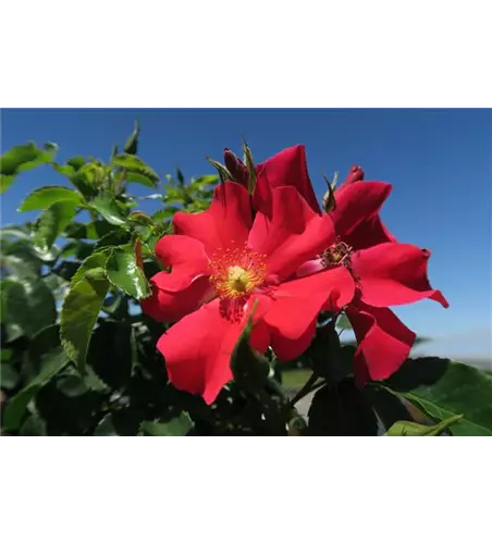 Kleinstrauchrose 'Alexander von Humboldt'®(s)