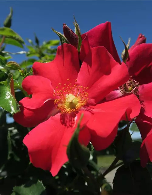 Kleinstrauchrose 'Alexander von Humboldt'®(s)