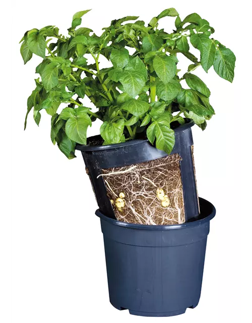 Floragard Potato Pot 