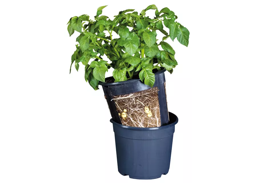 Floragard Potato Pot 