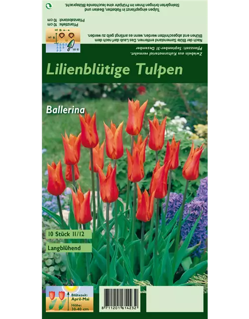 Lilienblütige Tulpe 'Ballerina'