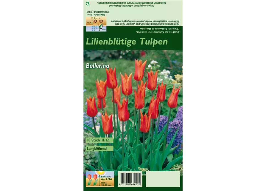 Lilienblütige Tulpe 'Ballerina'