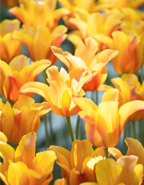 Lilienblütige Tulpe 'Ballerina'