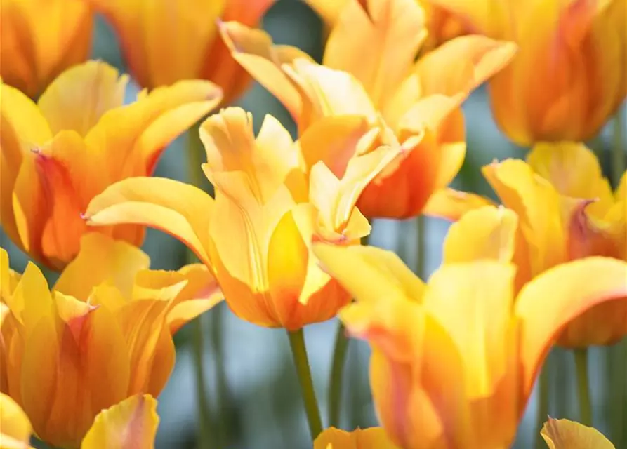 Lilienblütige Tulpe 'Ballerina'