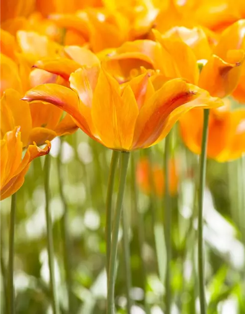 Lilienblütige Tulpe 'Ballerina'