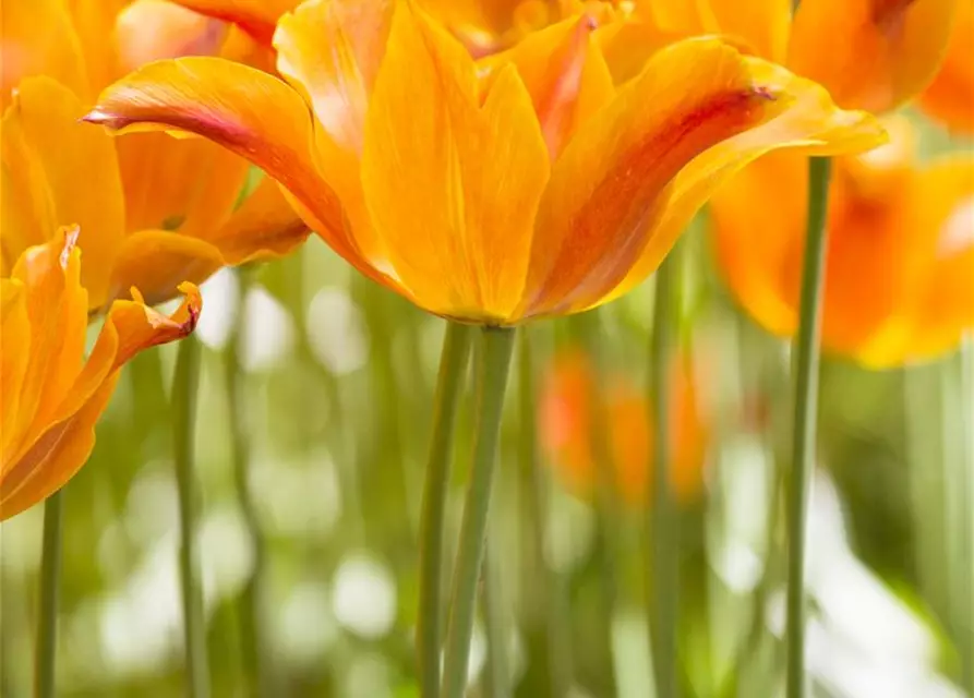 Lilienblütige Tulpe 'Ballerina'