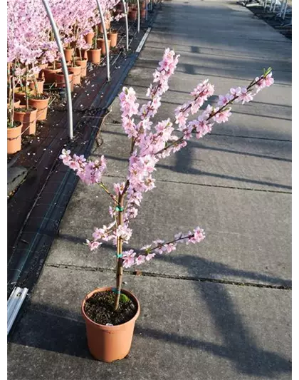 Pfirsich 'Ice Peach'®