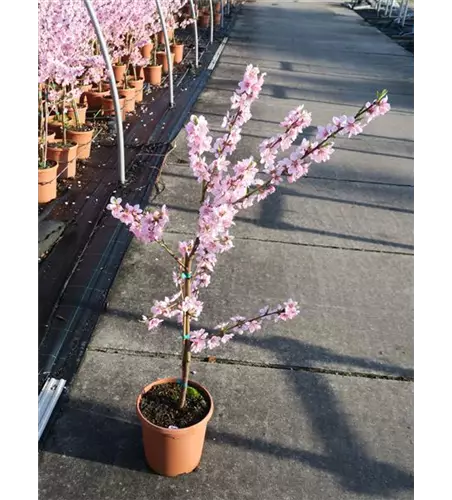 Pfirsich 'Ice Peach'®