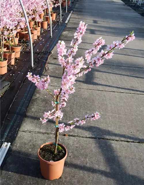 Pfirsich 'Ice Peach'®