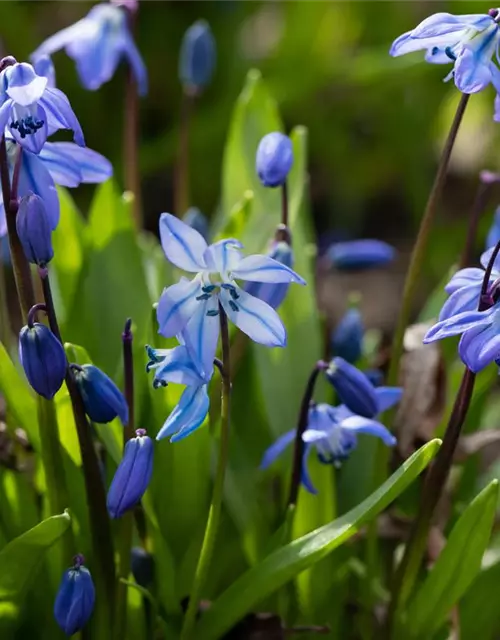 Sibirischer Blaustern