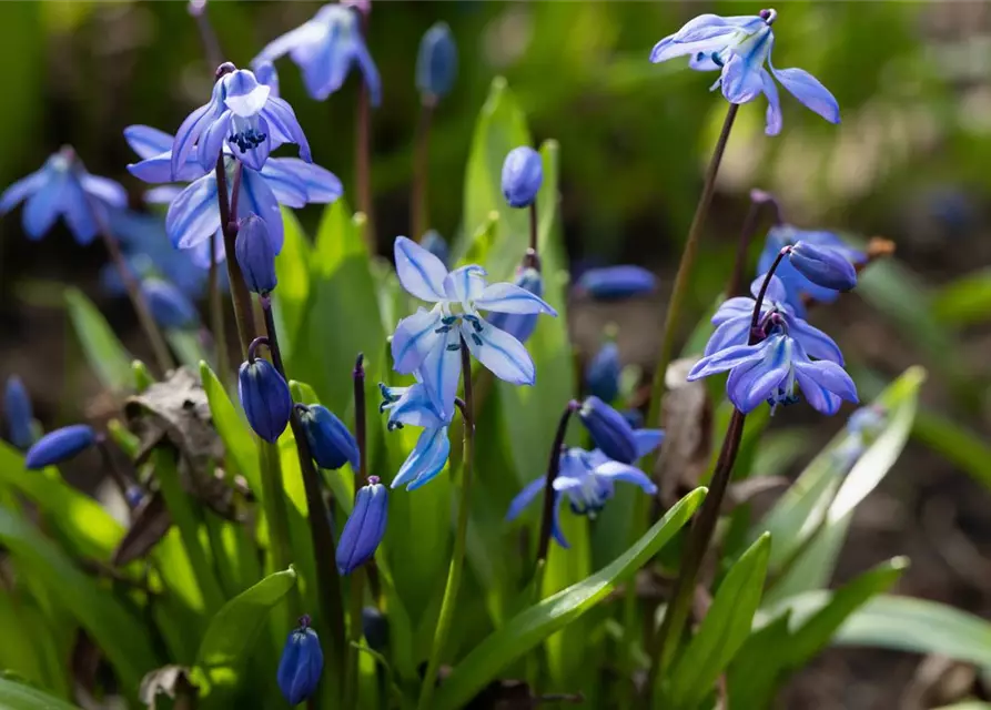 Sibirischer Blaustern