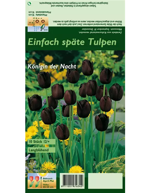 Schwarze Tulpe 'Queen of Night'